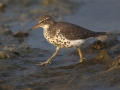Spotted Sandpiper - South Padre Island