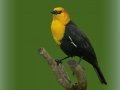 Yellow-headed Blackbird