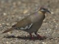 White-winged Dove