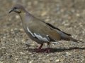 White-winged Dove