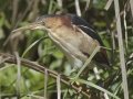 Least Bittern - South Padre Island