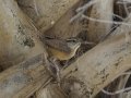 Carolina Wren - South Padre Island