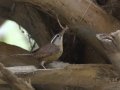Carolina Wren - South Padre Island