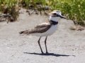 Wilson's Plover
