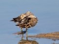 Pectoral Sandpiper - South Padre Island