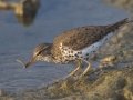 Spotted Sandpiper - South Padre Island