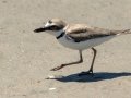 Wilson's Plover