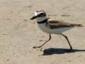 Wilson's Plover