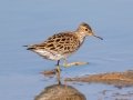 Pectoral Sandpiper - South Padre Island