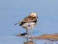 Pectoral Sandpiper - South Padre Island