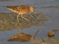 Long-billed Dowitcher - Estero Llano Grande State Park, Weslaco