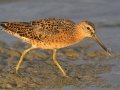 Long-billed Dowitcher - Estero Llano Grande State Park, Weslaco