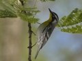 Yellow-throated Warbler