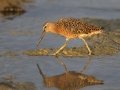 Long-billed Dowitcher - Estero Llano Grande State Park, Weslaco