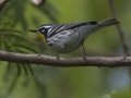 Yellow-throated Warbler
