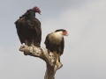 Turkey Vulture with Crested Caracara - Martin Refuge, Penitas