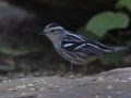 Black-and-white Warbler - South Padre Island