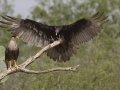 Crested Caracara with Turkey Vulture - Martin Refuge, Penitas