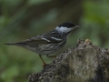 Blackpoll Warbler - South Padre Island