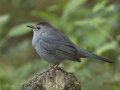 Gray Catbird - Laguna Seca Ranch, Edinburg