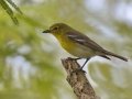 Yellow-throated Vireo