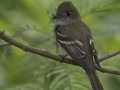 Acadian Flycatcher - South Padre Island