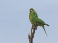 Green Parrots - Estero Llano Grande State Park, Weslaco