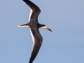 Black Skimmer -  South Padre Island