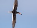Black Skimmer