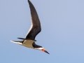 Black Skimmer -  South Padre Island