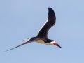 Black Skimmer -  South Padre Island
