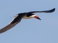 Black Skimmer -  South Padre Island