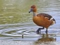 Fulvous Whistling-Duck - Estero Llano Grande State Park, Weslaco