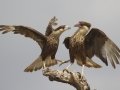 Crested Caracaras - Martin Refuge, Penitas