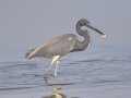 Tricolored Heron - South Padre Island