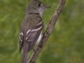 Acadian Flycatcher - South Padre Island