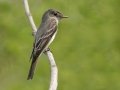 Eastern Wood-Pewee - South Padre Island