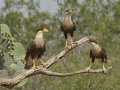 Crested Caracaras - Martin Refuge, Penitas