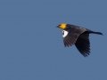 Yellow-headed Blackbird