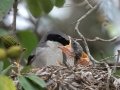 Loggerhead Shrike - Weslaco