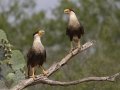 Crested Caracaras - Martin Refuge, Penitas