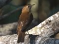 Veery - South Padre Island