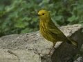 Yellow Warbler
