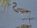 Tricolored Heron - South Padre Island