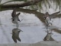 Wilson's Phalaropes