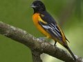 Baltimore Oriole - South Padre Island