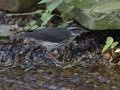Louisiana Waterthrush - South Padre Island
