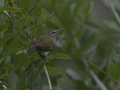 Red-eyed Vireo - South Padre Island