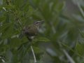 Red-eyed Vireo - South Padre Island