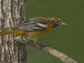 Baltimore Oriole - South Padre Island
